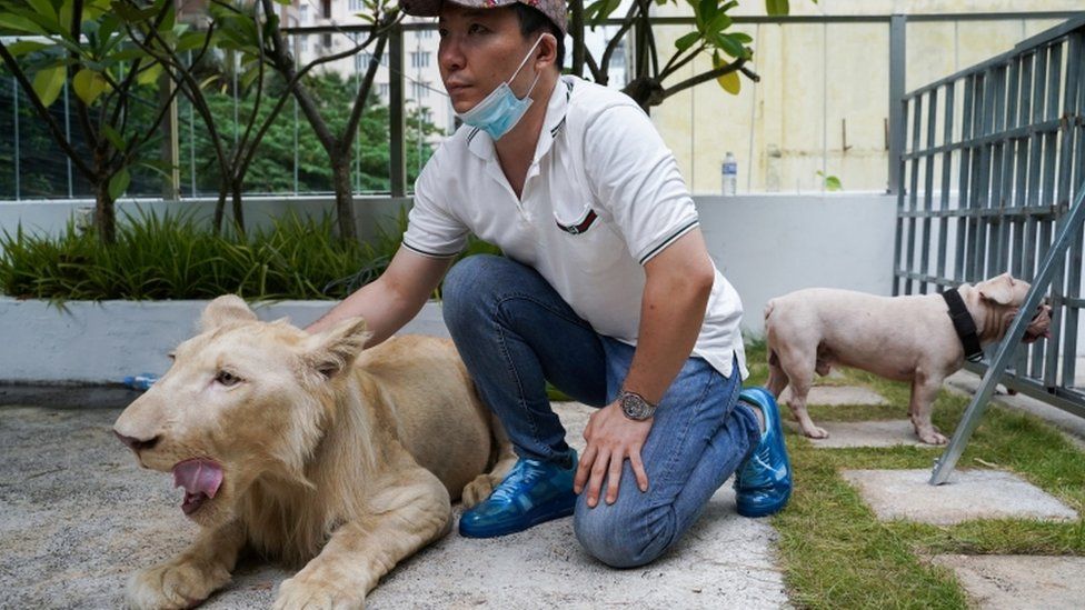 A confiscated pet lion poses with its owner in Cambodia