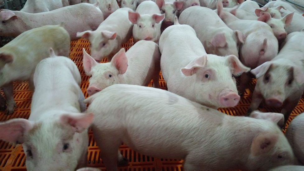 Pigs in pens at a Minnesota farm