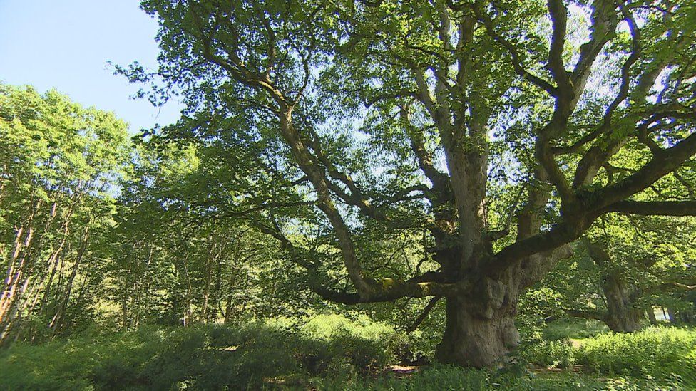 Birnam oak