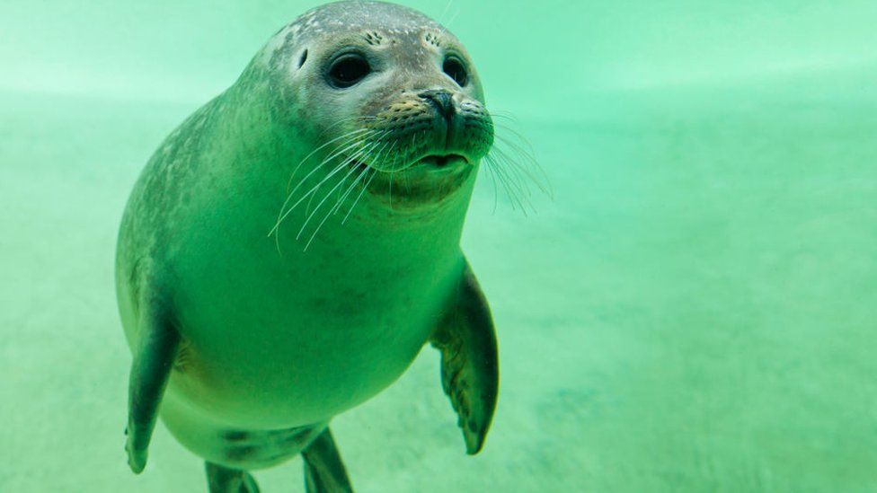 Baby seal experiment shows they can understand rhythm - BBC Newsround