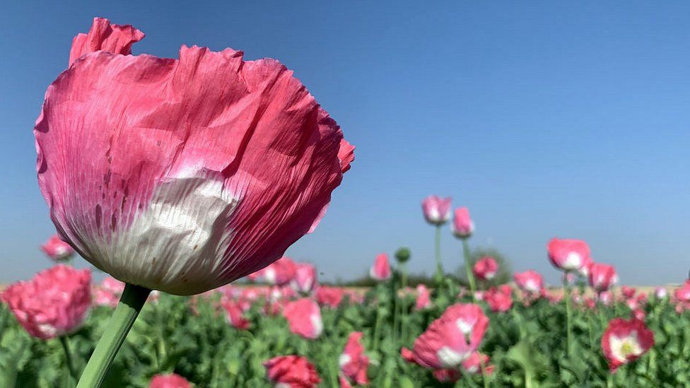 Opium poppy in field in Kandahar