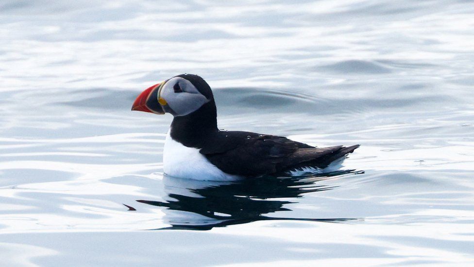 A puffin in the water