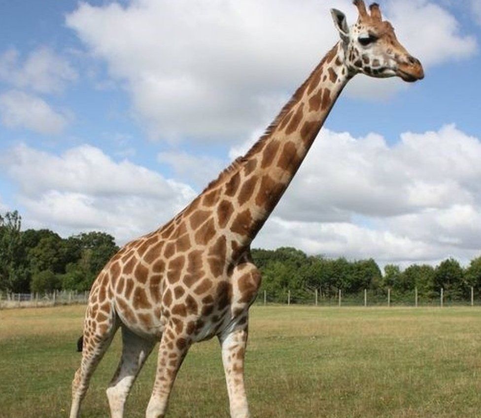 Giraffe Matilda at Marwell Zoo