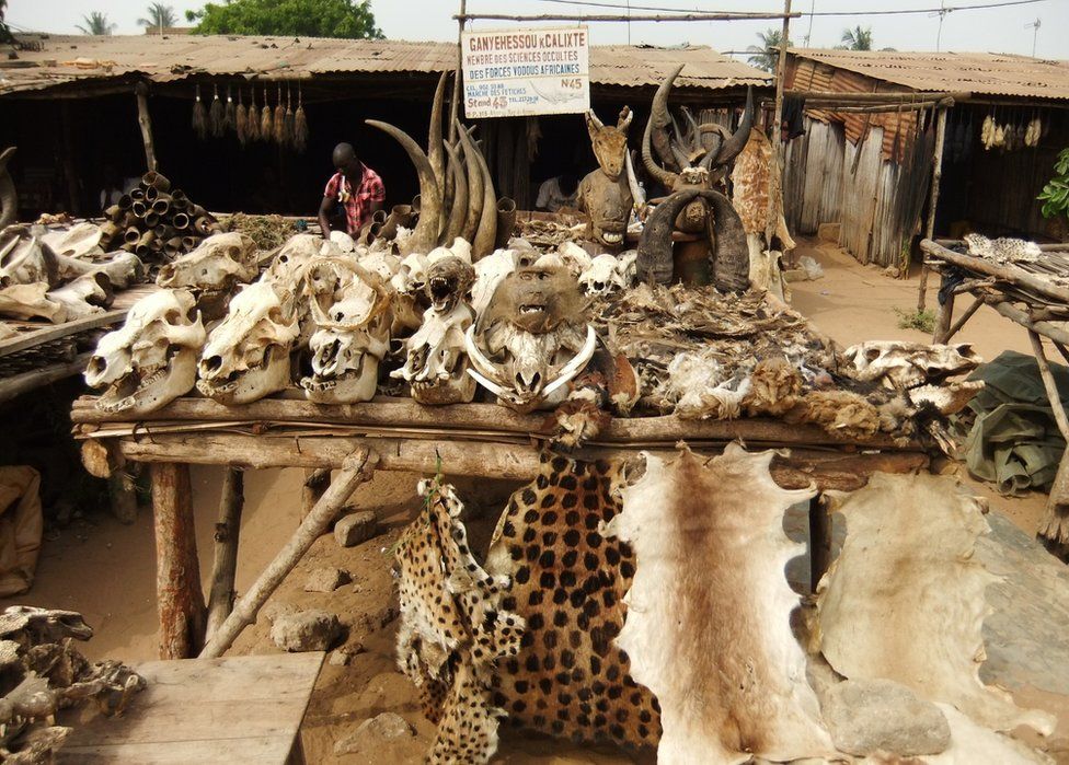 Animal skins and skulls on display