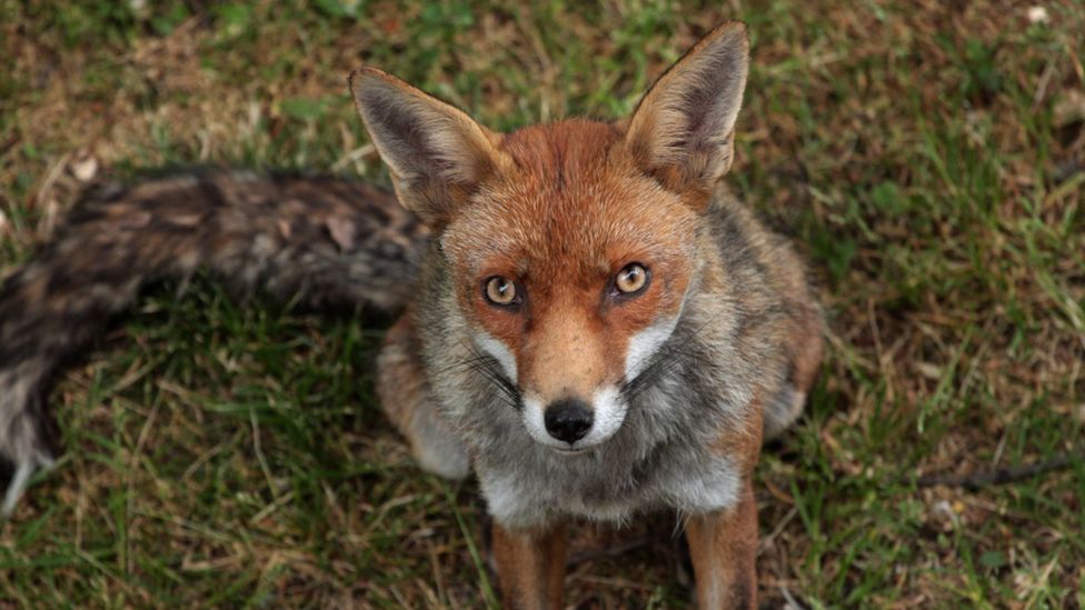 Police appeal after foxes trapped and harmed in east London BBC News