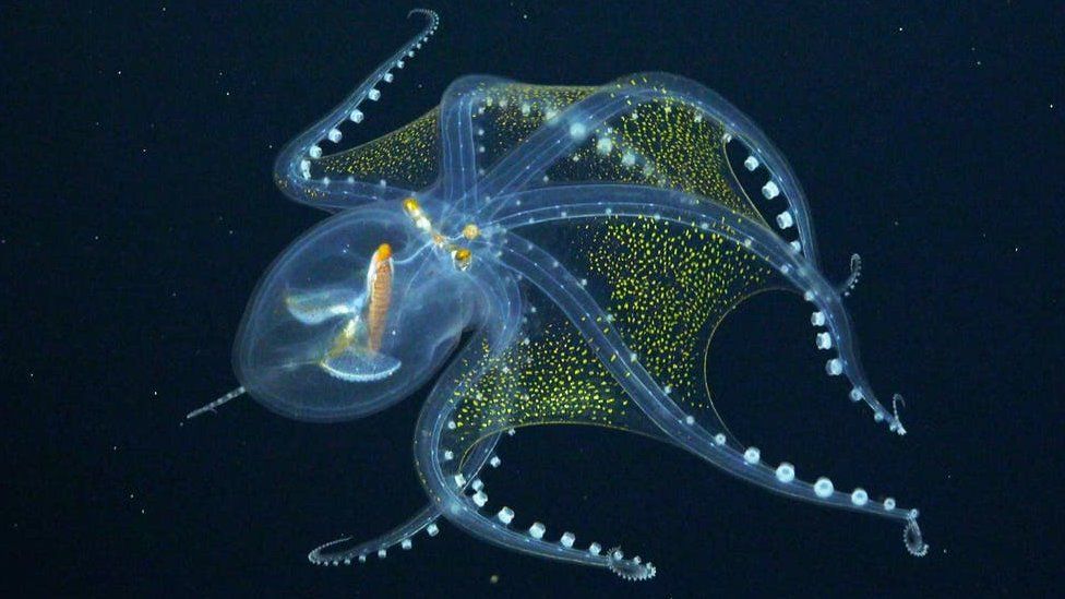 Glass octopus: Rare footage of sea creature caught by scientists - BBC  Newsround