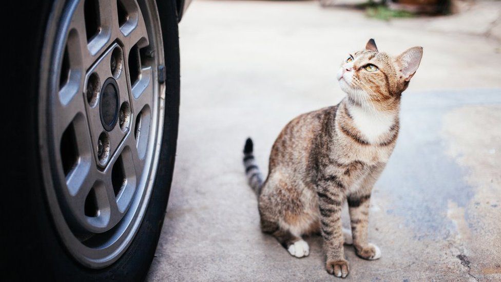 MPs voice support for making drivers report cats hit on the road - BBC News