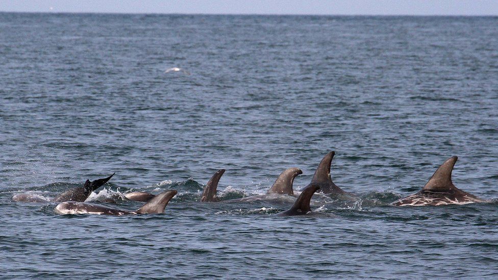 A large group of Risso's dolphins close together, with fins clearly visible above the water