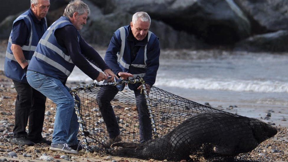 Members of Friends of Horsey Seals netting a seal