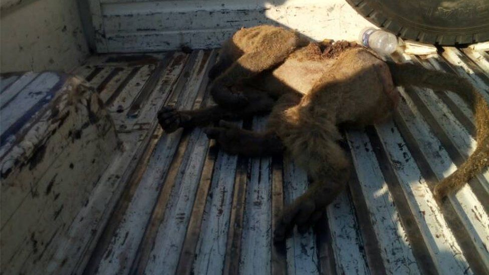 The baboon lying in a truck