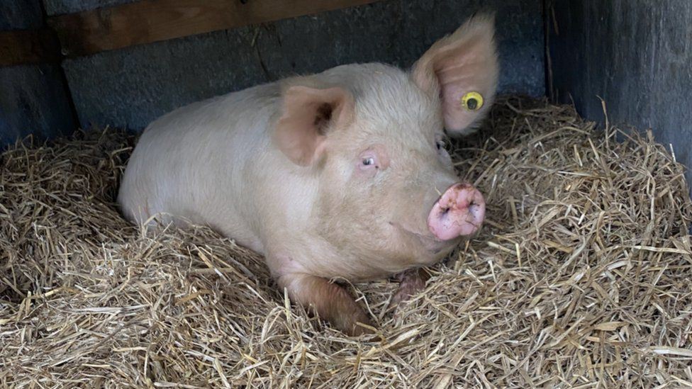 Pig saves its own bacon in Devon trailer escape - BBC News