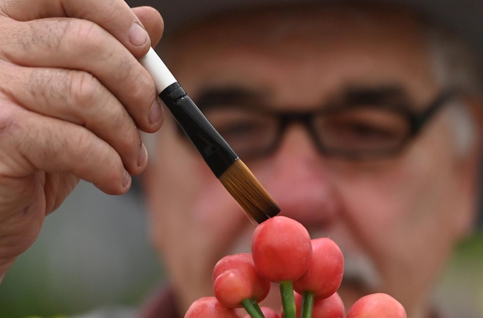 Мужчина протирает семенные коробочки растения кливии во время подготовки к выставке RHS Chelsea Flower Show 2023 в Лондоне, Великобритания, 21 мая 2023 года.