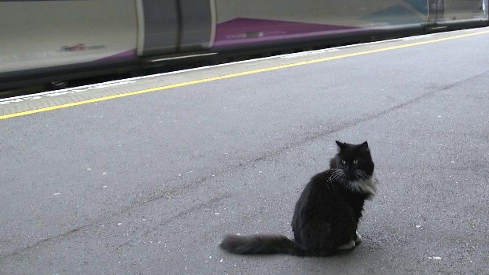 Felix the cat at the station