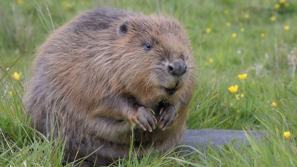 The first baby beaver born in Exmoor for 400 years - BBC Newsround