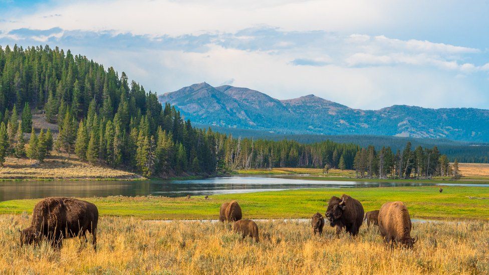 Parque Nacional Yellowstone