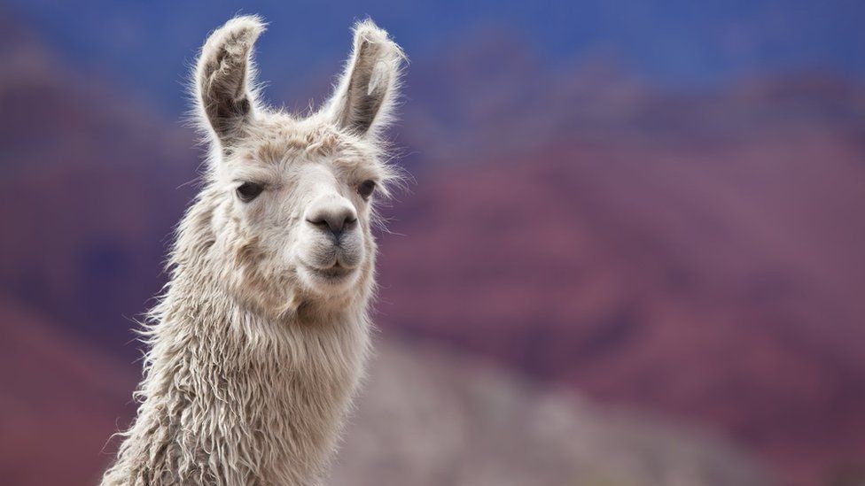 Llama blood clue to beating all flu BBC News