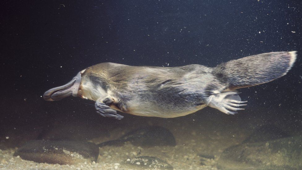 A platypus swims underwater