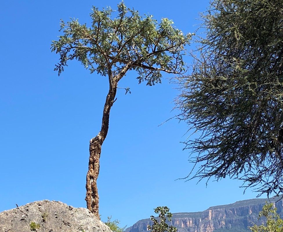 Over-tapped frankincense tree