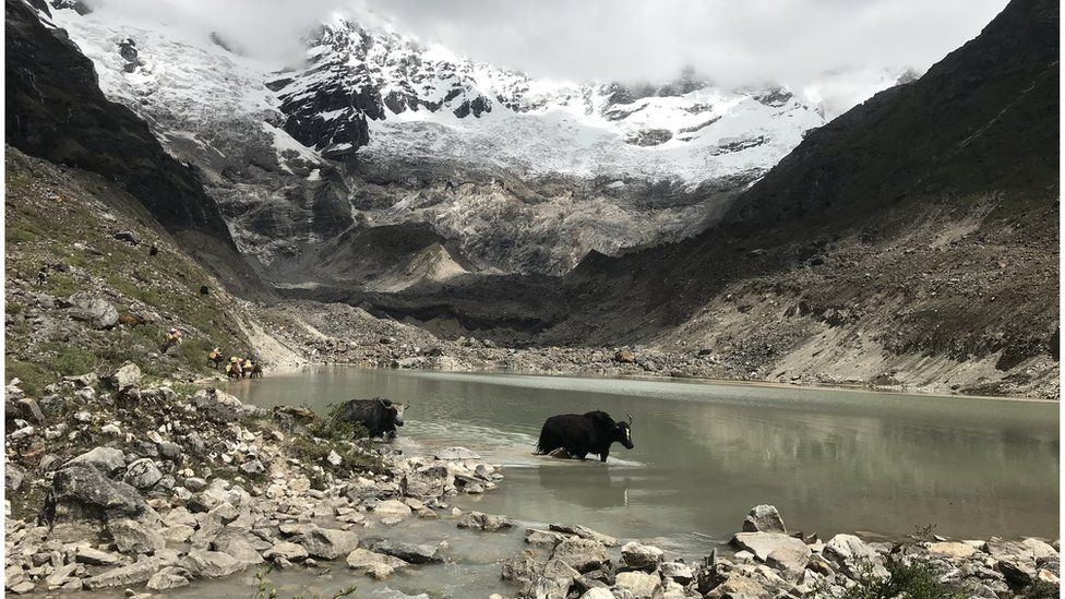 Animals wade through a lake at the foot of a glaciated mountain