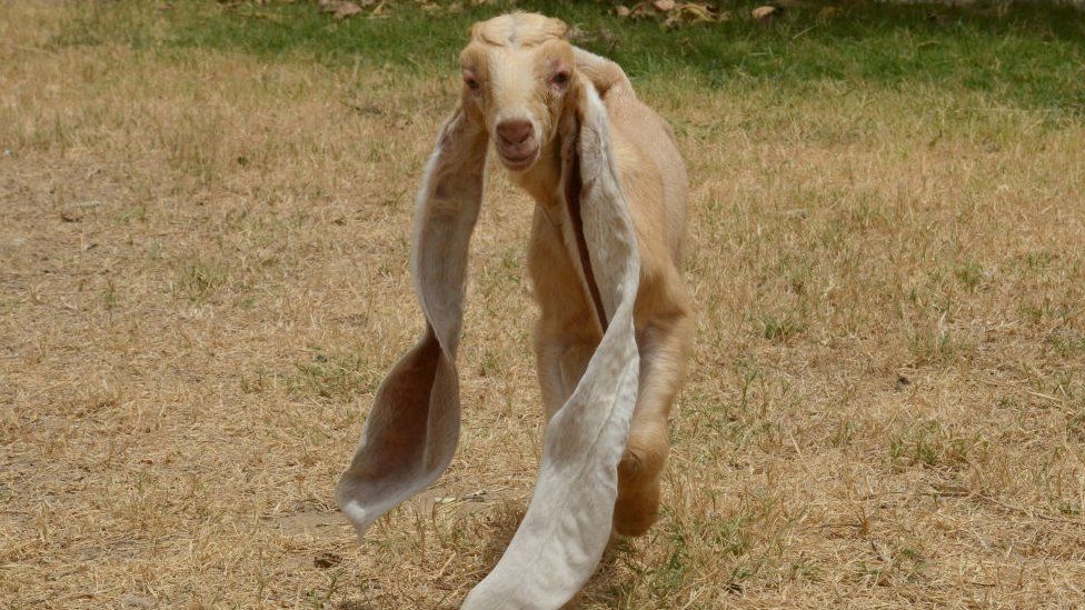 indian goat breeds with name