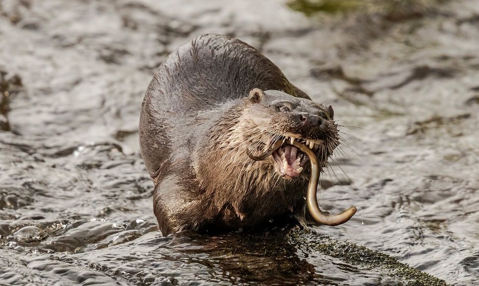 Otter with its catch at the River Don in Aberdeen