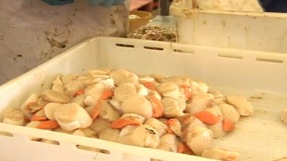'Sustainable' scallop trial to begin at Scarborough seaweed farm BBC News