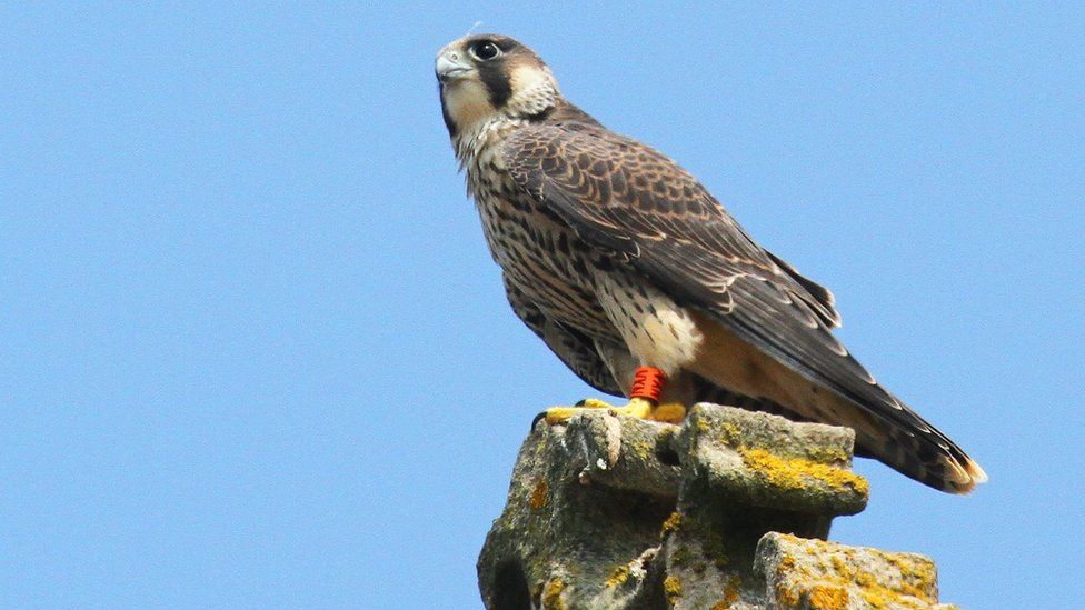Peregrine falcon on Cromer church tower