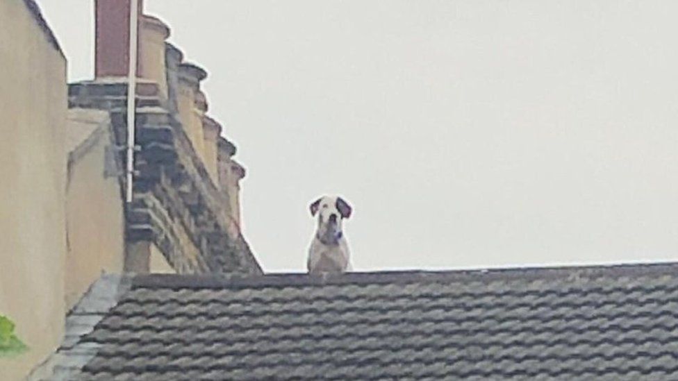 A dog sits on the roof of a building