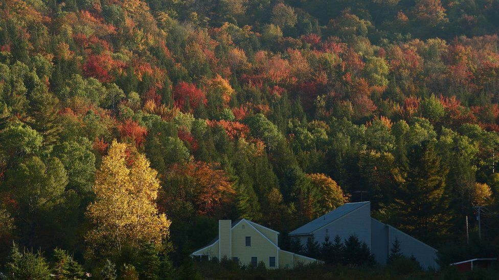 Trees in Vermont