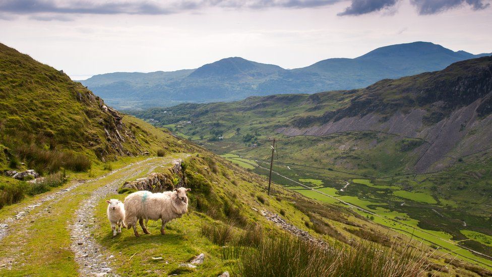 Sheep on the side of Moelwyn Mawr mountain, Snowdonia National Park