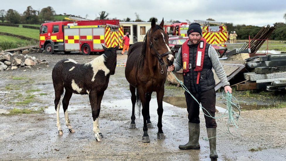 Horses being guided to safety by a member of the rescue team