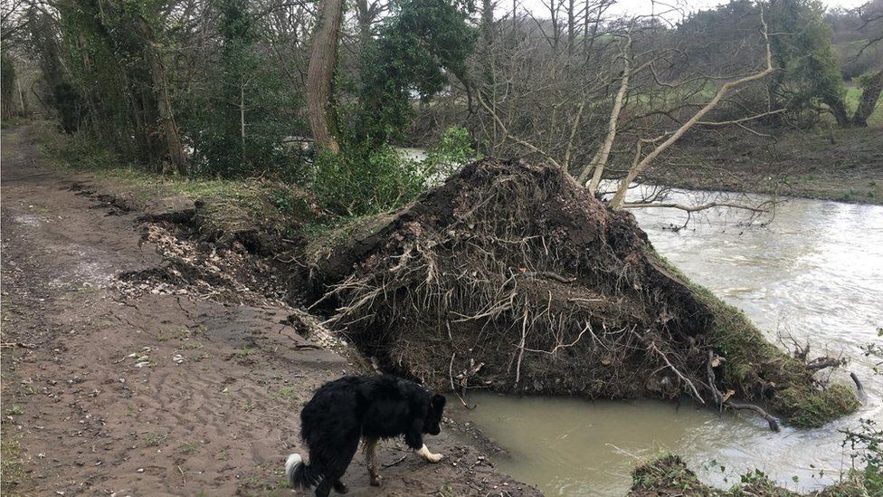 Trees being damaged during floods