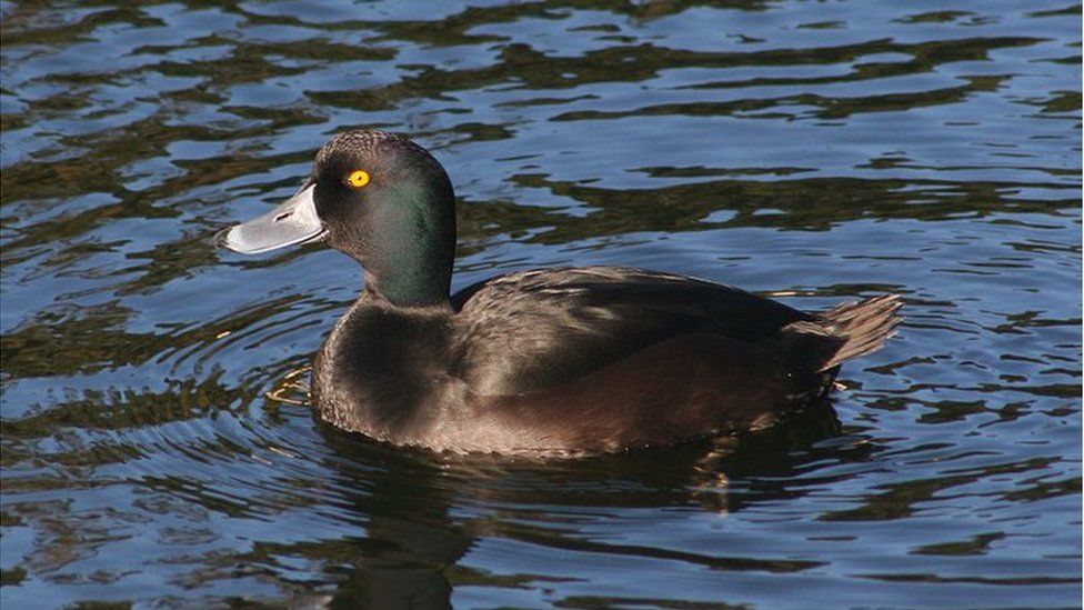 The New Zealand Scaup (or papango)