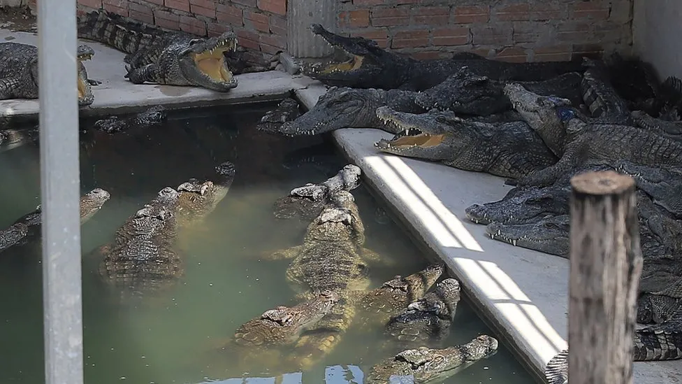 Cambodia crocodile farmer killed after falling into enclosure