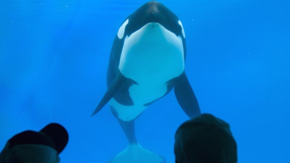 People look into a tank at a killer Whale at SeaWorld in San Diego