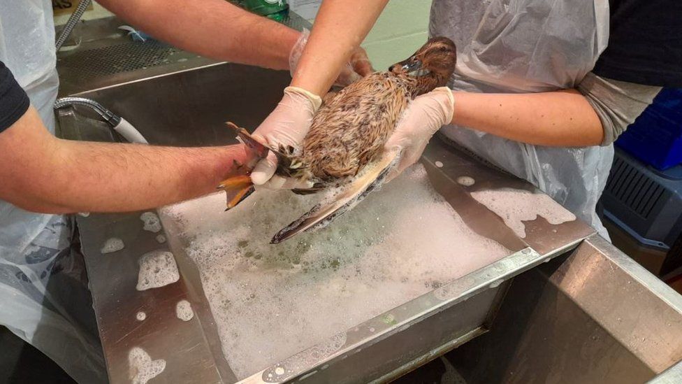 Washing oiled duck