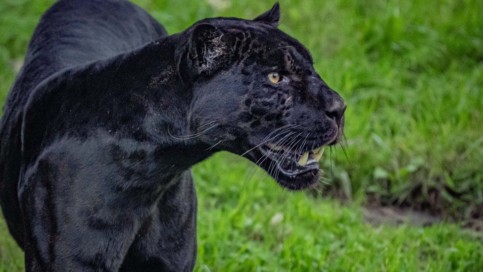 Inka the Panther with a black coat and sharp teeth