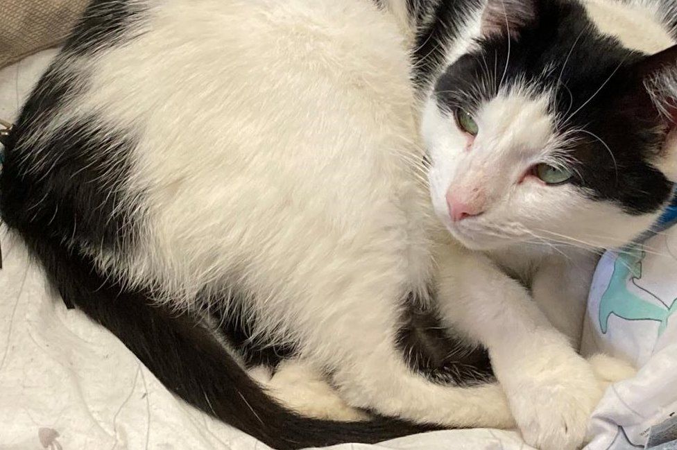 King's Lynn falls for 'Dave the Community Cat' BBC News