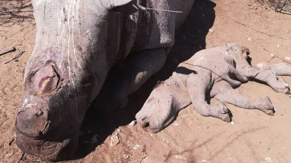 Two dead rhinos, one a calf, in Botswana
