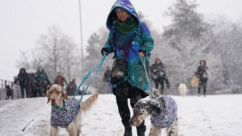 Dogs arriving at Crufts in snow