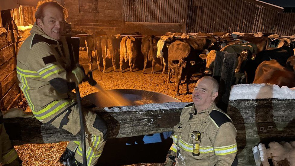Firefighters with the cows