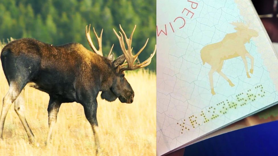 Elk watermark on Finnish passport