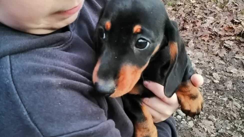 Fran the Dachshund