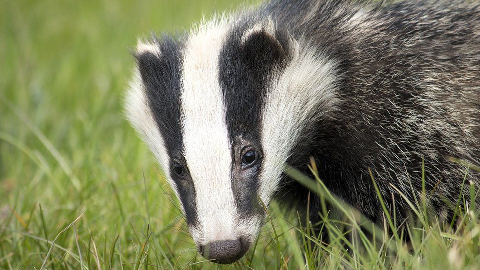 Badger