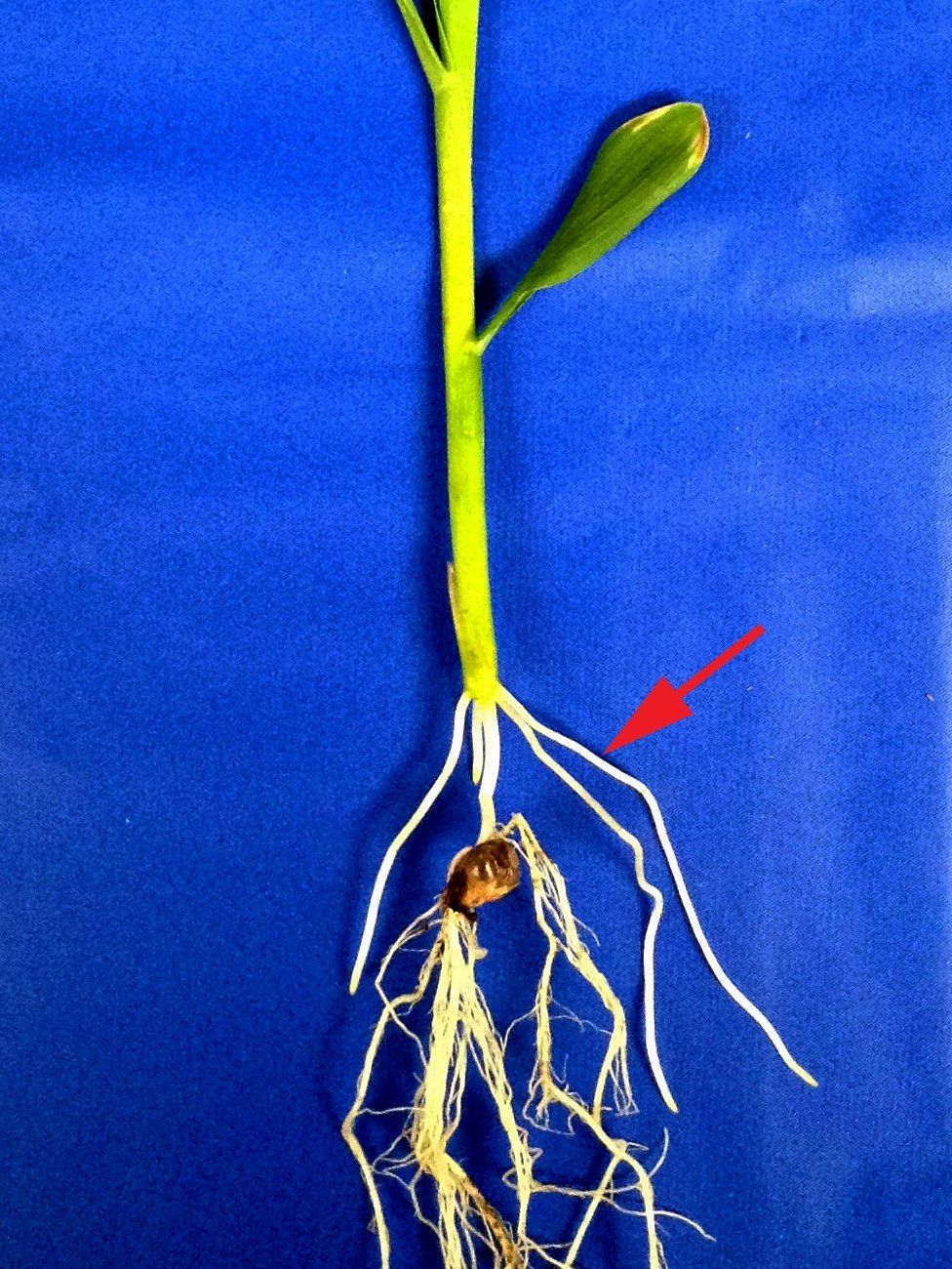 Excavated maize seedling showing crown roots (Image: Jose Sabastian)