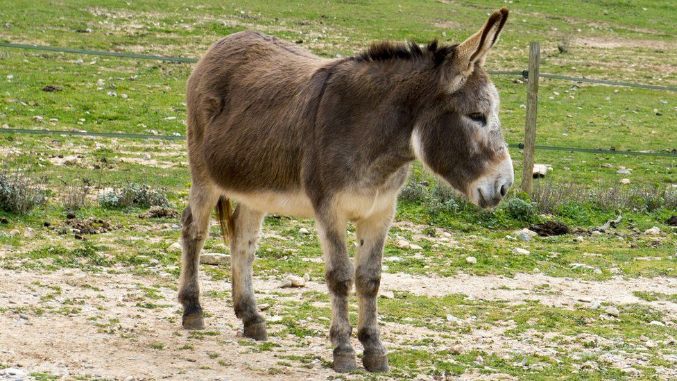 Apology after Barry church nativity donkey bites child BBC News