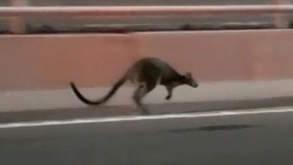 A wallaby hopping across the Sydney Harbour Bridge