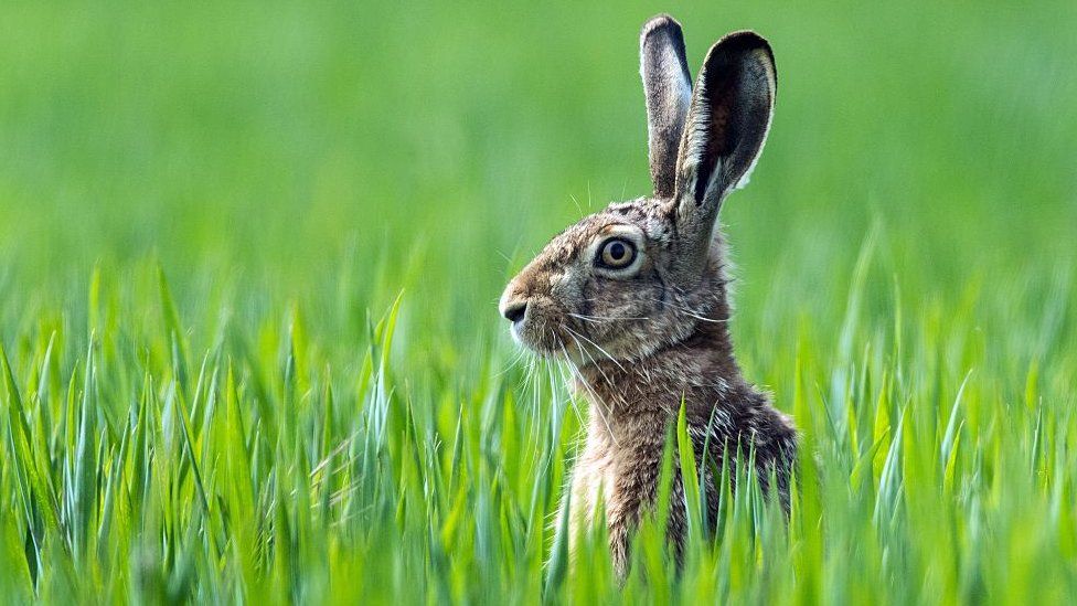 Norwich sculpture trail to be Go Go Hares in 2018 - BBC News