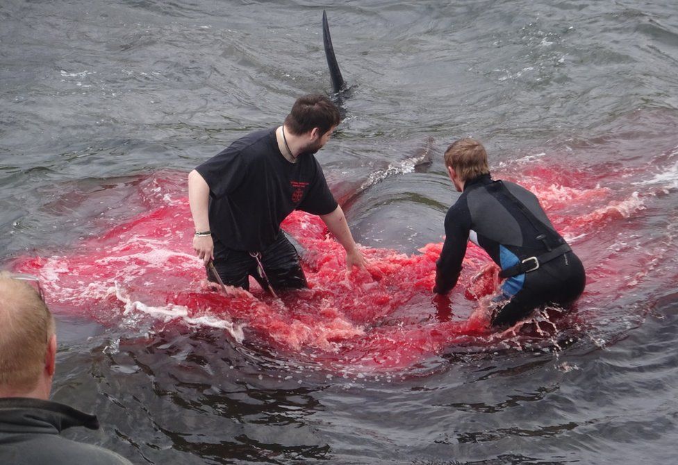 Inhabitants of the Faroe Islands go whaling in the bay in Sandavágur