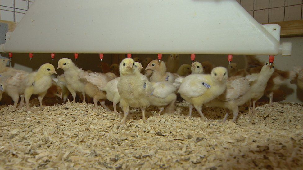 Chicks at the Roslin Institute